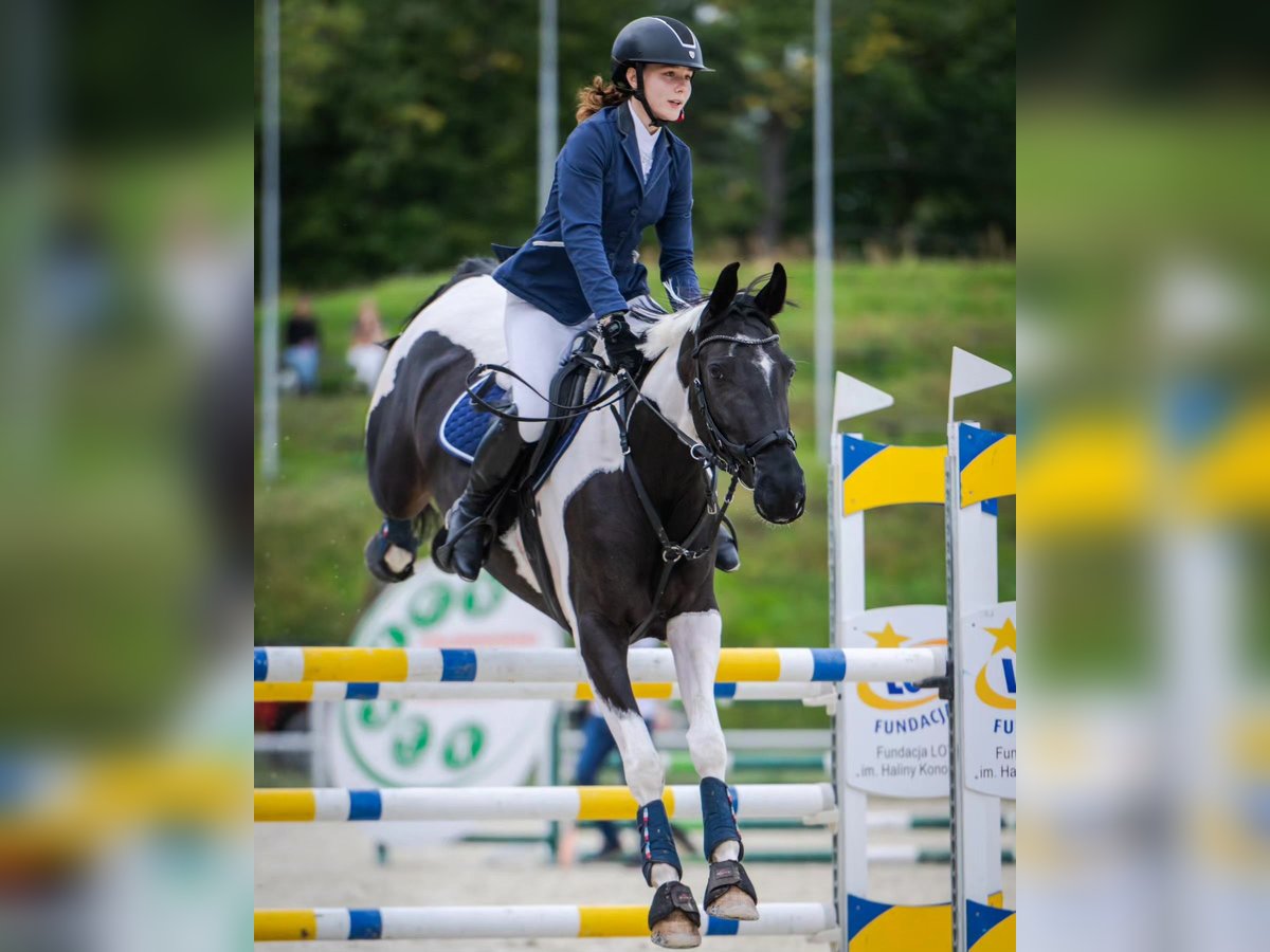 Pools halfbloed Merrie 8 Jaar 164 cm Gevlekt-paard in Słupca