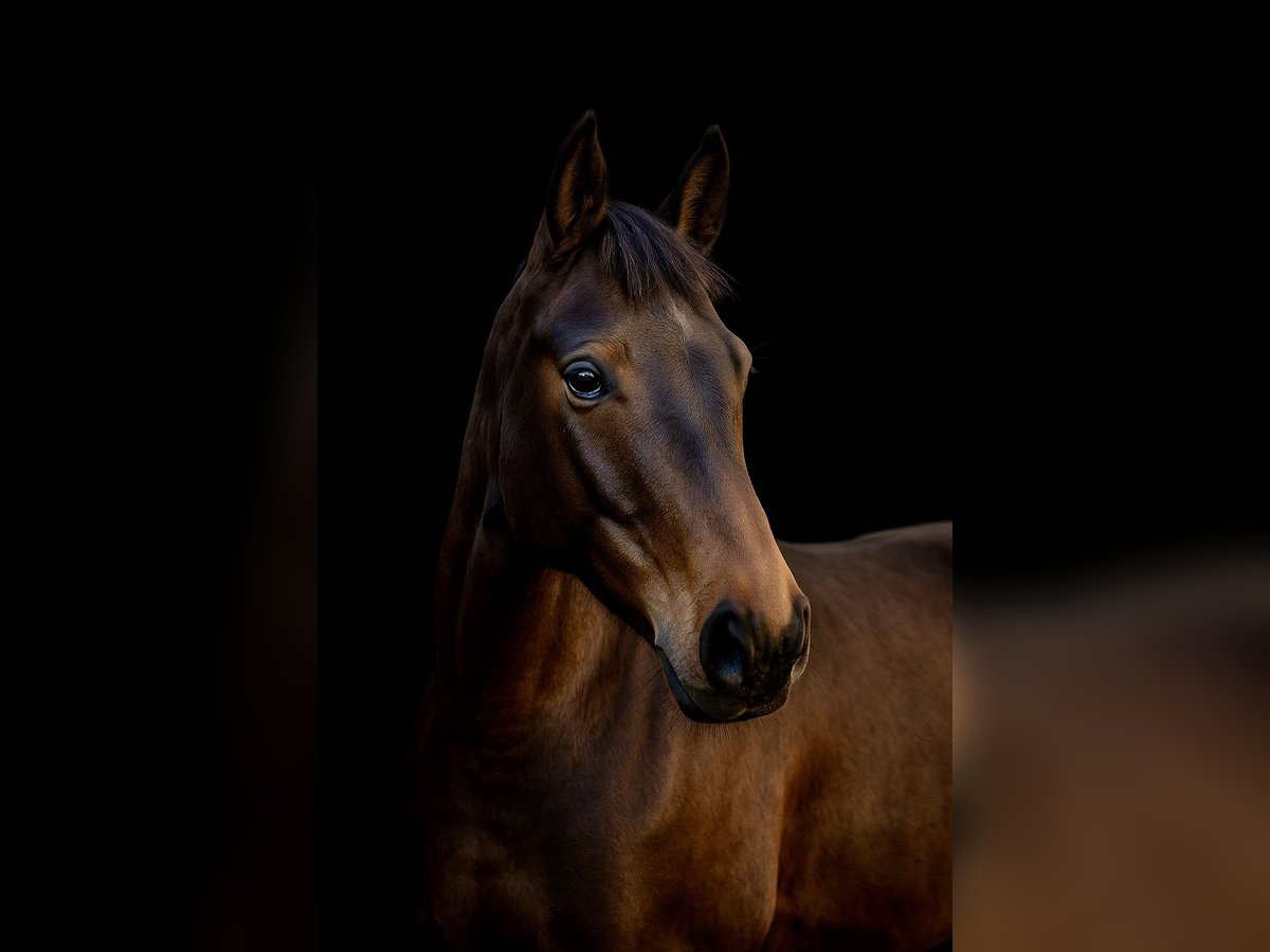 Pools halfbloed Merrie 8 Jaar 165 cm Zwartbruin in Nowa Wieś