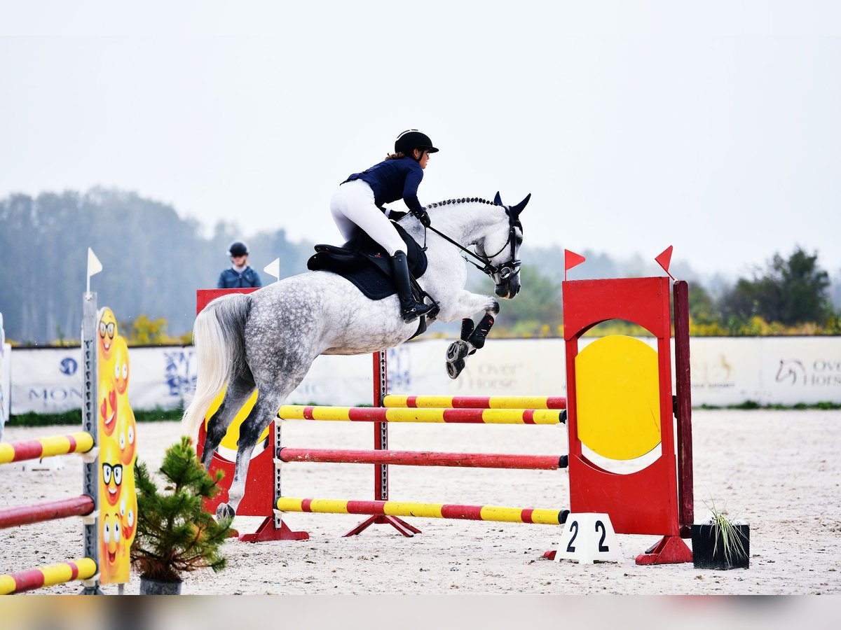 Pools halfbloed Merrie 9 Jaar 165 cm Schimmel in Kale&#x144;-Towarzystwo