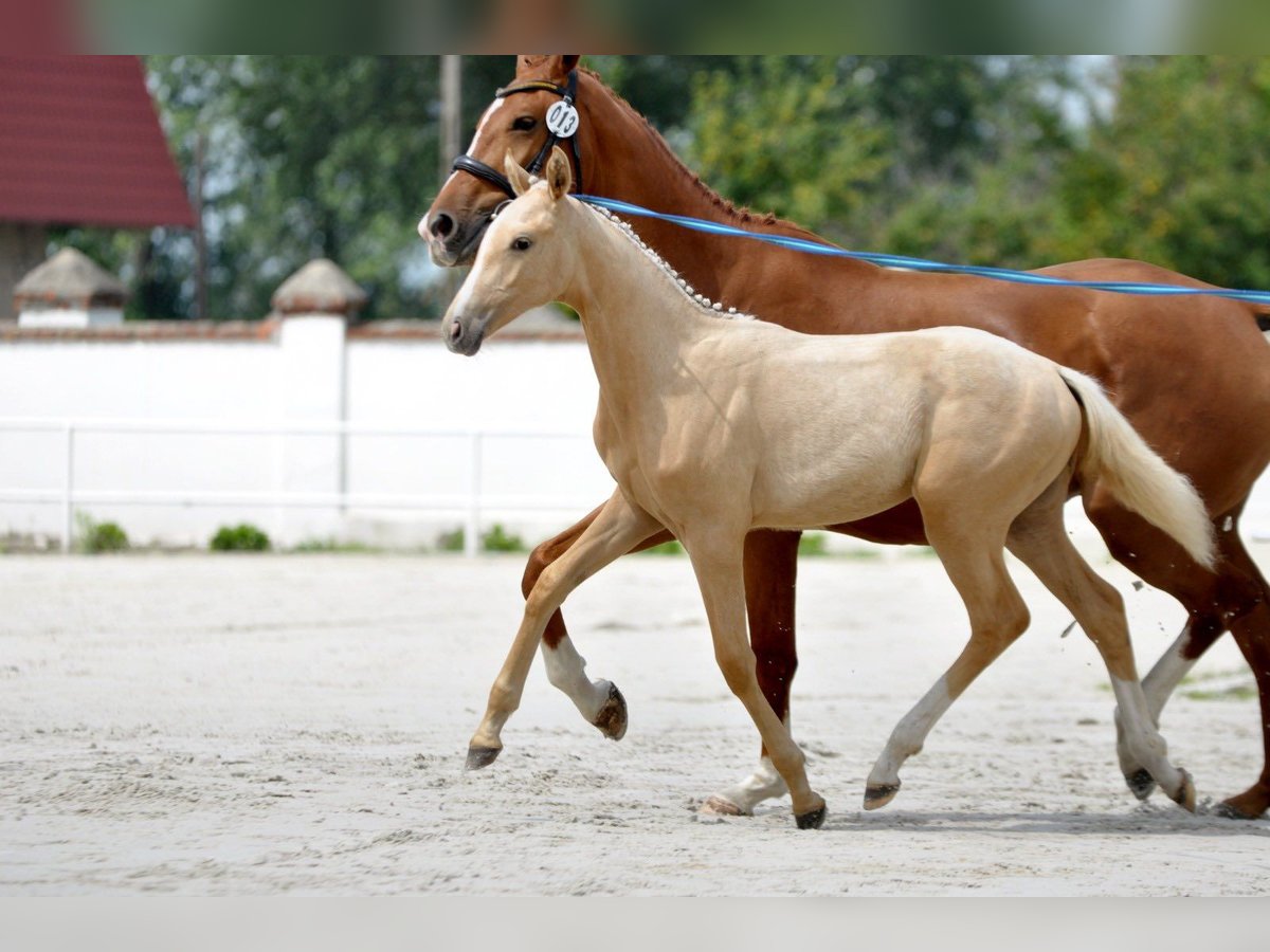 Pools halfbloed Merrie Veulen (01/2025) 168 cm Palomino in Dobrosz&#xF3;w Ole&#x15B;nicki