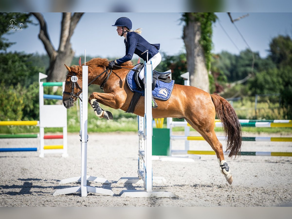 Pools halfbloed Ruin 11 Jaar 140 cm Vos in Trójka