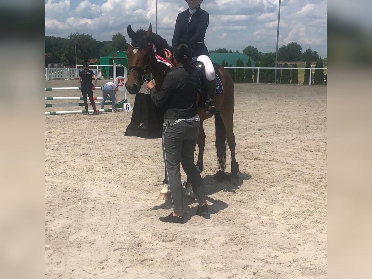 Pools halfbloed Mix Ruin 13 Jaar 166 cm Roodbruin in Hadra