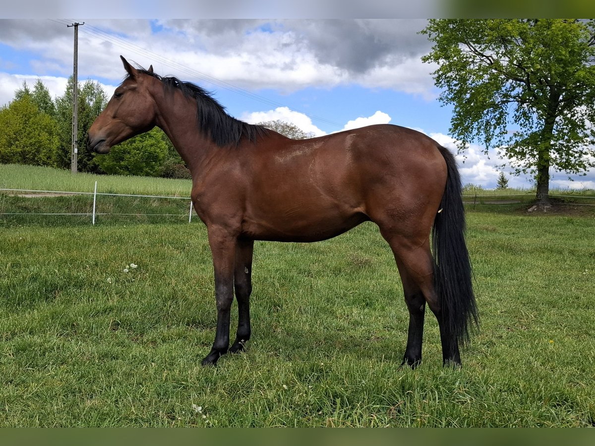 Pools halfbloed Ruin 2 Jaar 172 cm Roodbruin in W&#x118;TFIE