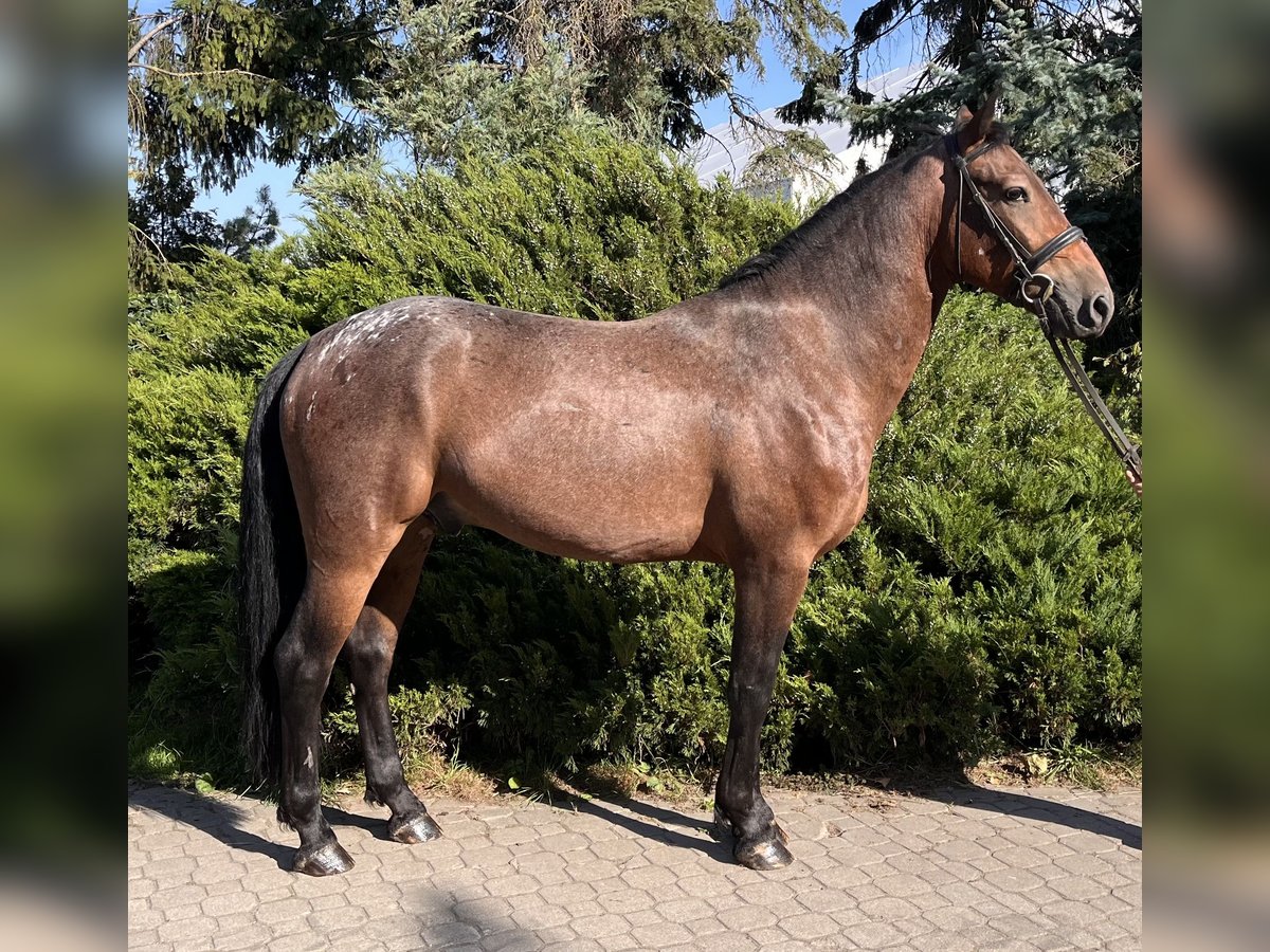 Pools halfbloed Ruin 3 Jaar 160 cm Gevlekt-paard in Warszawa