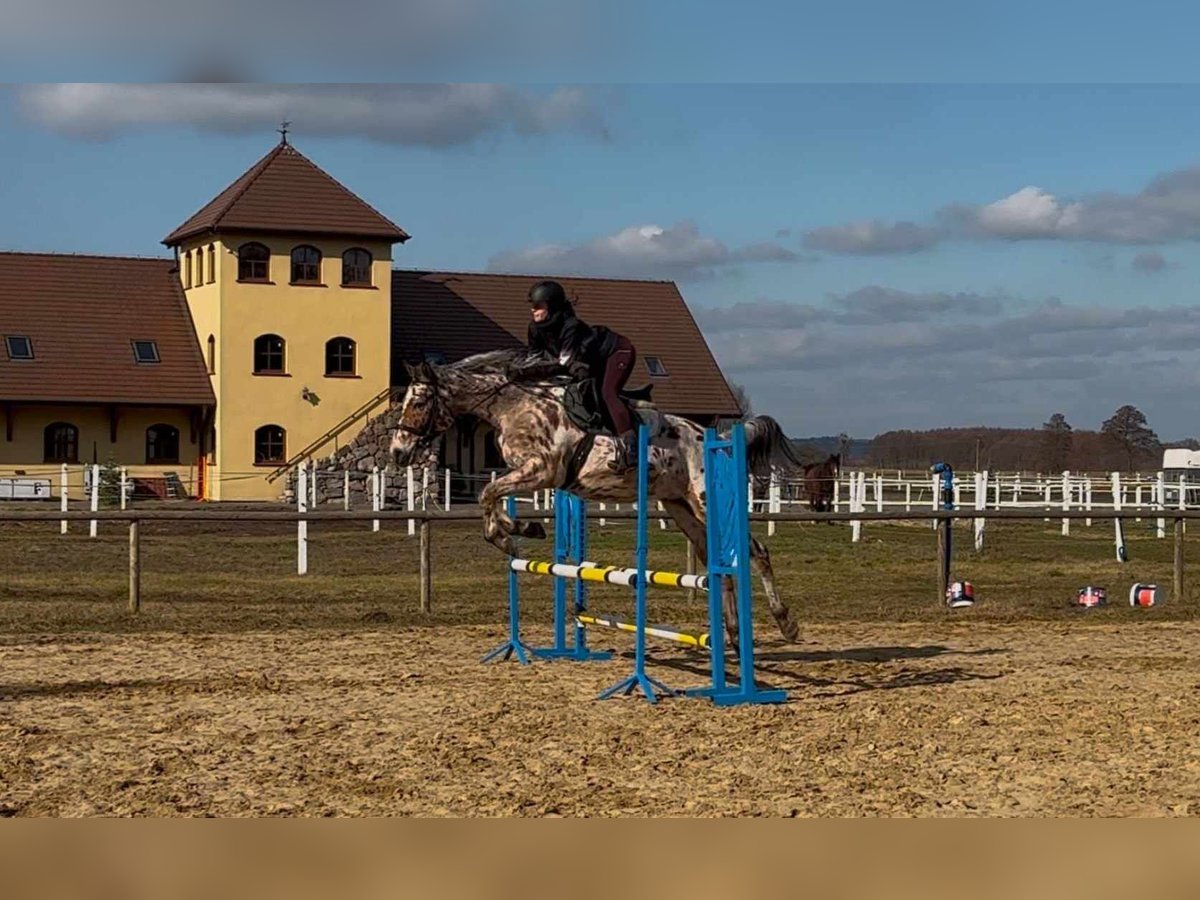 Pools halfbloed Ruin 4 Jaar 164 cm Appaloosa in Santok