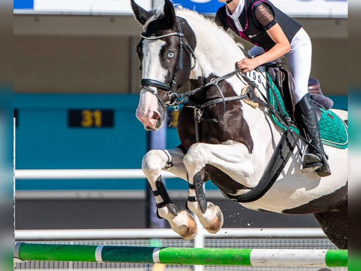 Pools halfbloed Ruin 6 Jaar 175 cm Gevlekt-paard in Zielona G&#xF3;ra