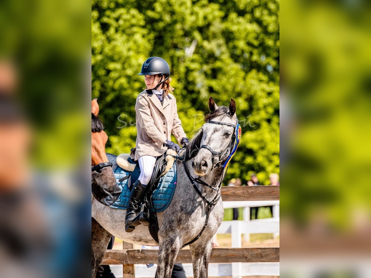 Pools halfbloed Ruin 8 Jaar 160 cm Schimmel in Leszno Dolne