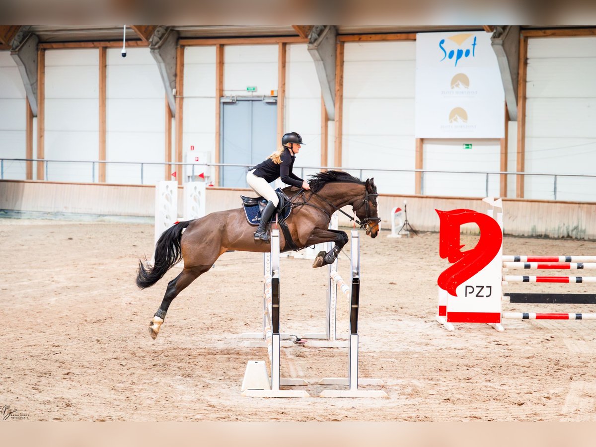 Pools halfbloed Ruin 8 Jaar 170 cm Donkerbruin in Skrzeszewo