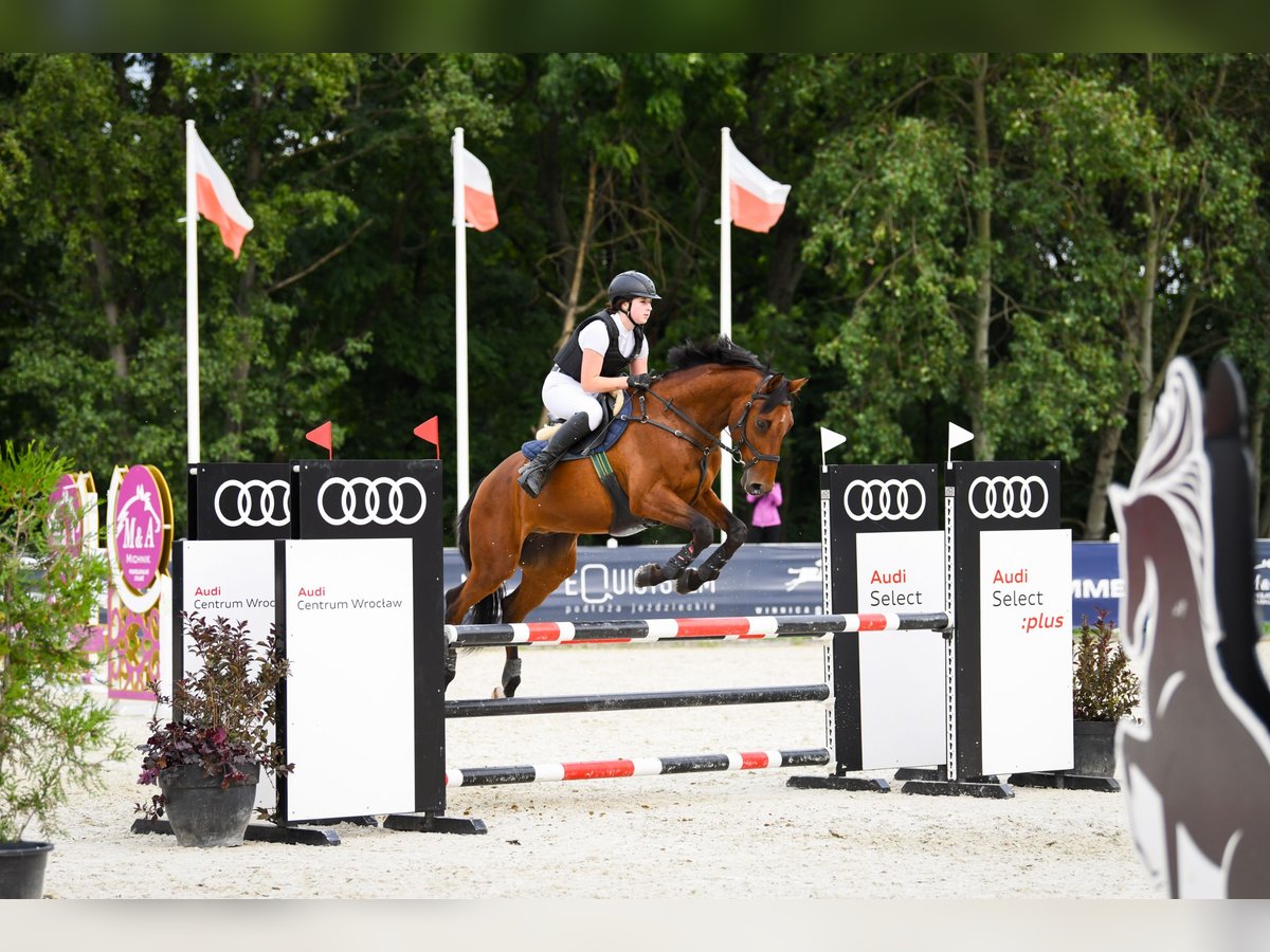 Pools halfbloed Ruin 9 Jaar 162 cm Roodbruin in &#x17B;elaz&#xF3;w