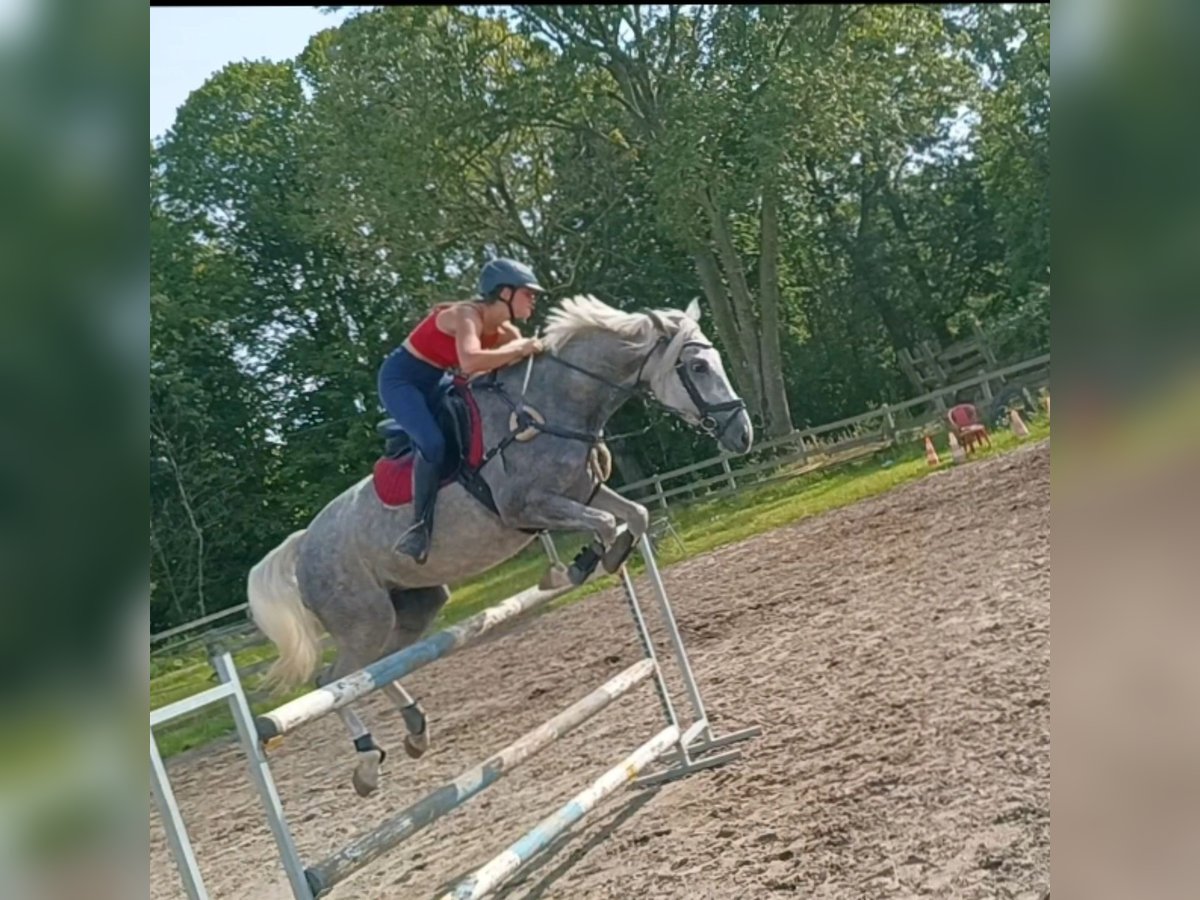 Pools sportpaard Merrie 5 Jaar 163 cm Schimmel in Olsztyn