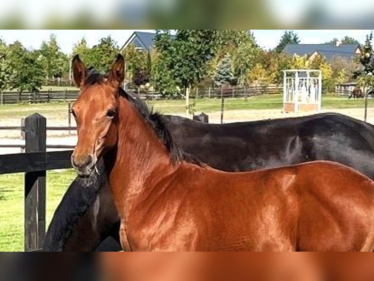 Pools sportpaard Merrie Veulen (04/2025) Bruin in Serock