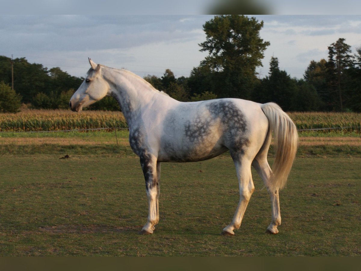 Pools warmbloed Hengst 12 Jaar 176 cm Gevlekt-paard in Błaszki