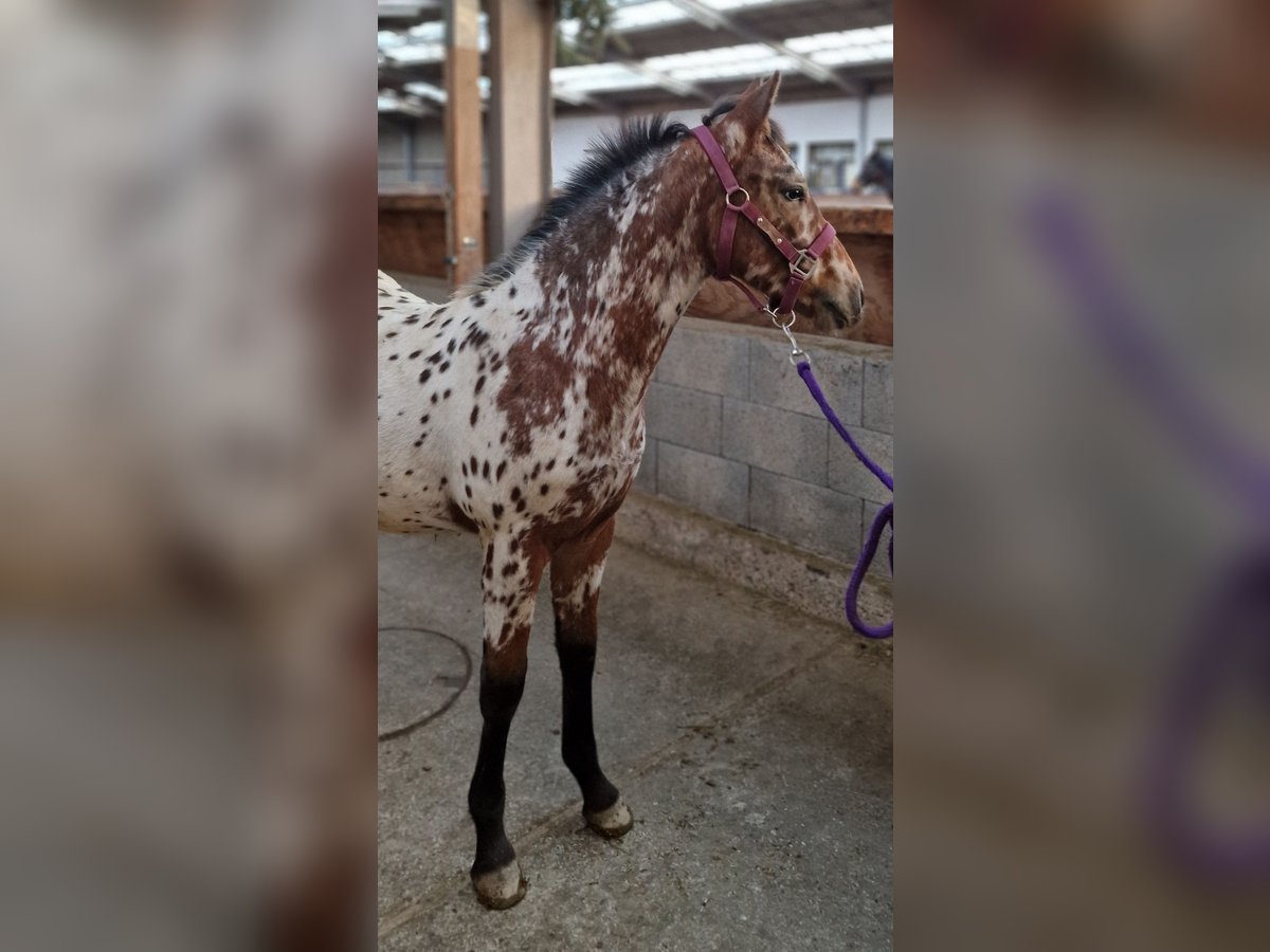 Pools warmbloed Mix Hengst 1 Jaar 133 cm in Neulingen