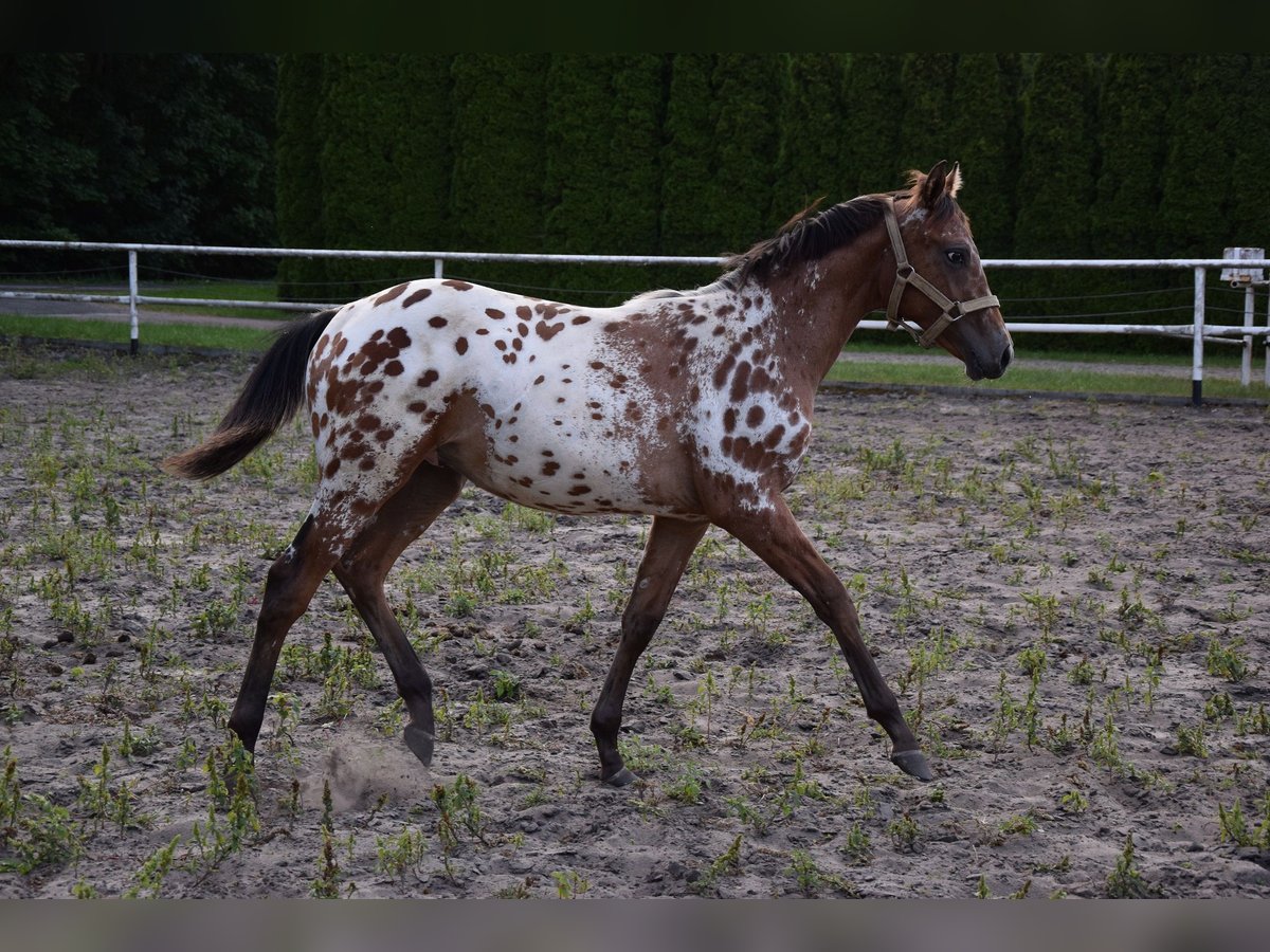 Pools warmbloed Hengst 1 Jaar 163 cm Appaloosa in Chelmno