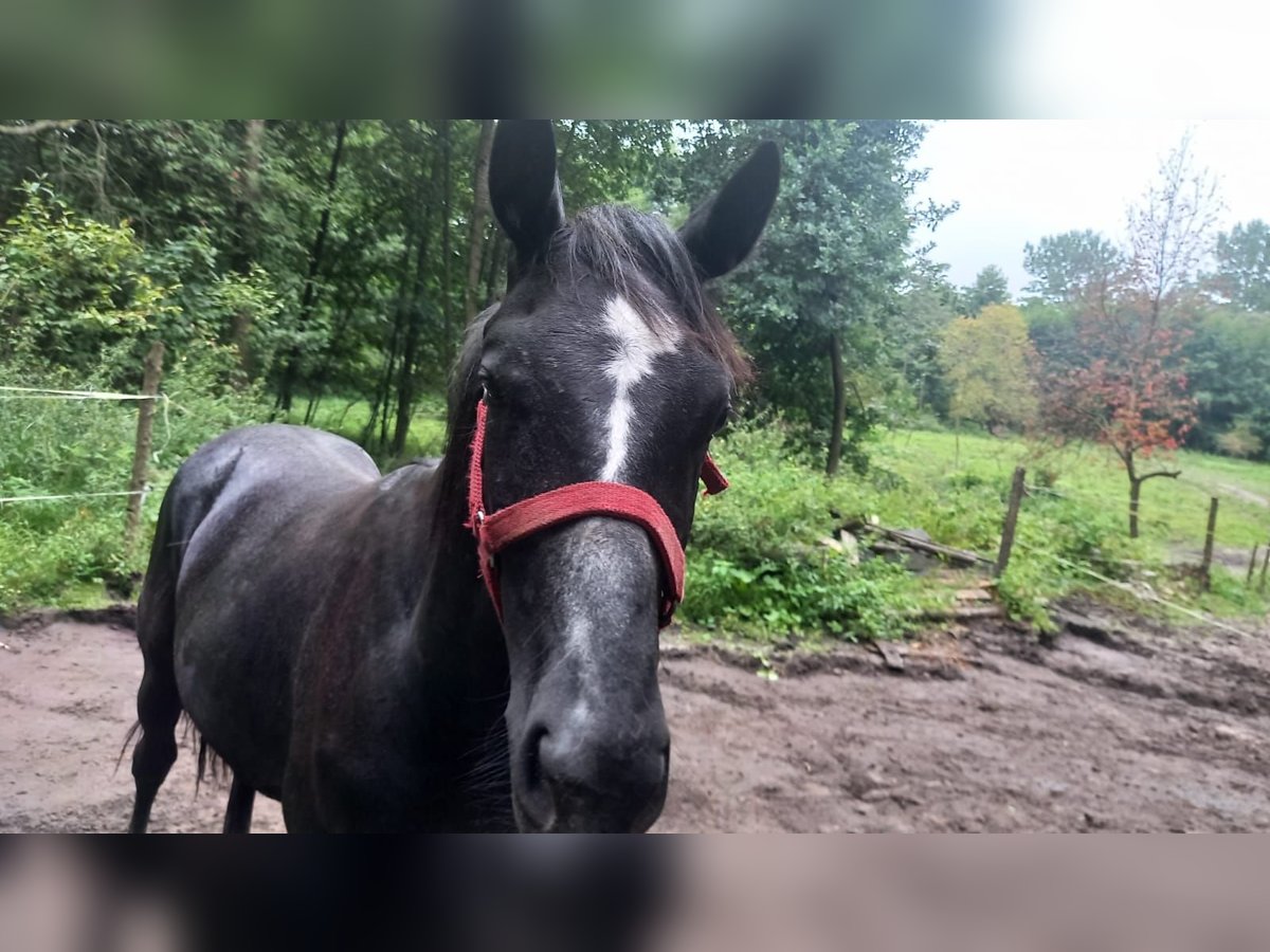 Pools warmbloed Hengst 1 Jaar Zwart in Bełżyce