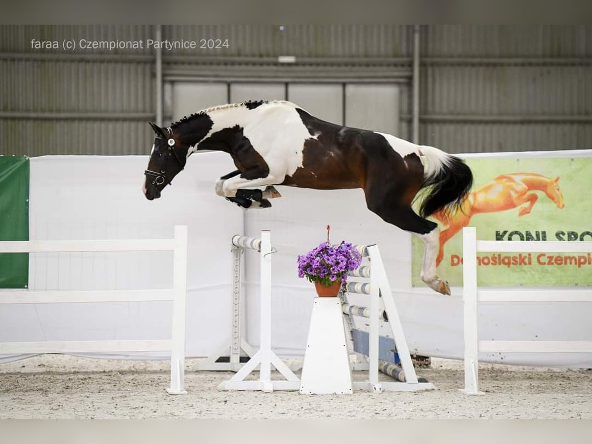 Pools warmbloed Hengst 3 Jaar 167 cm Gevlekt-paard in Chełmno