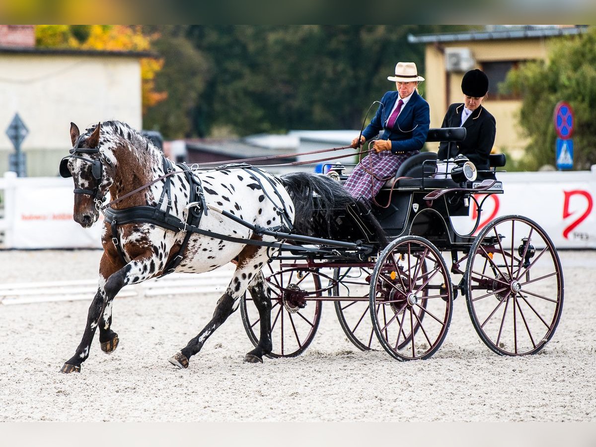 Pools warmbloed Hengst 8 Jaar 165 cm Appaloosa in Chelmno