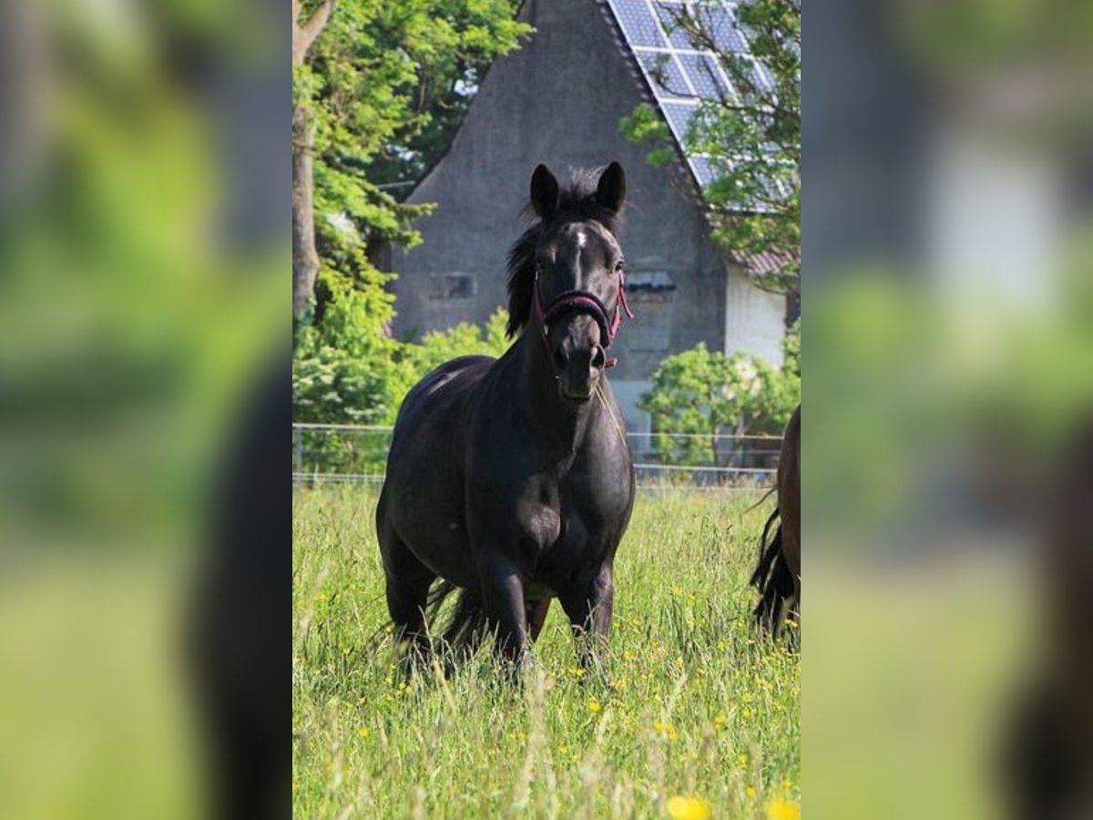 Pools warmbloed Merrie 11 Jaar 152 cm Zwart in Genderkingen