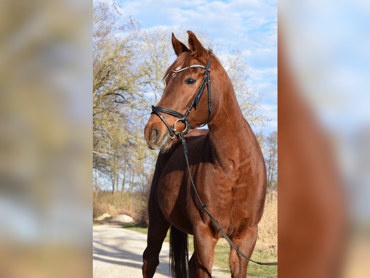 Pools warmbloed Merrie 15 Jaar 164 cm Vos in Pyrbaum-Seligenporten