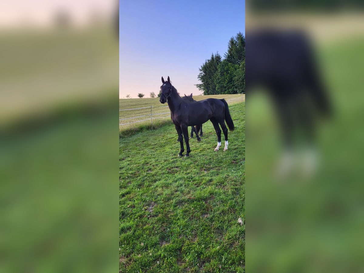 Pools warmbloed Merrie 2 Jaar 165 cm Zwart in Tiefenbach