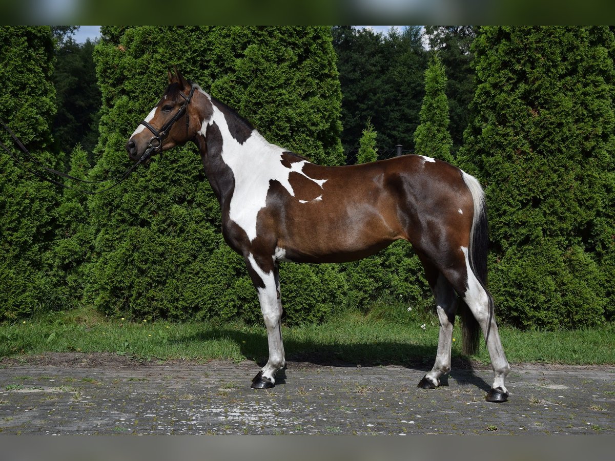 Pools warmbloed Merrie 3 Jaar 157 cm Gevlekt-paard in Che&#x142;mno