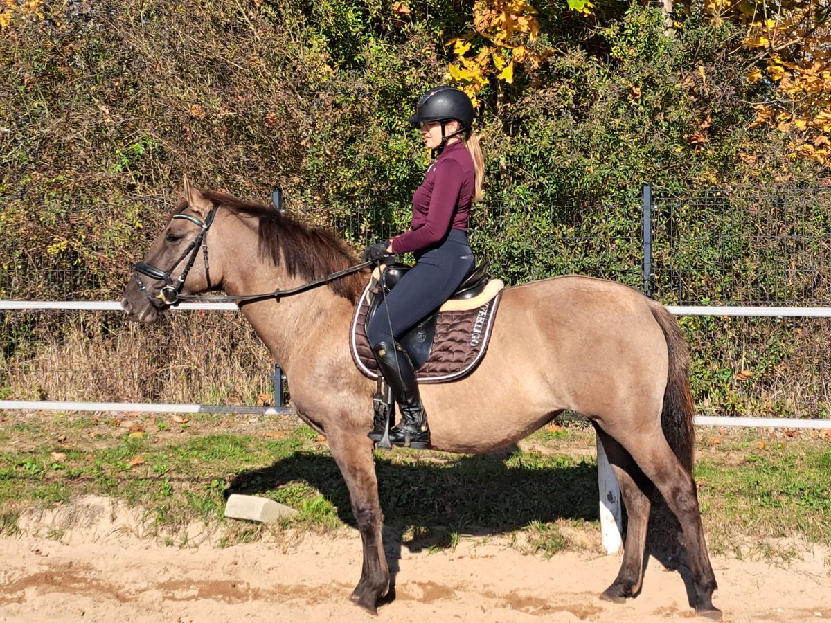 Pools warmbloed Mix Merrie 3 Jaar 162 cm Falbe in Forst