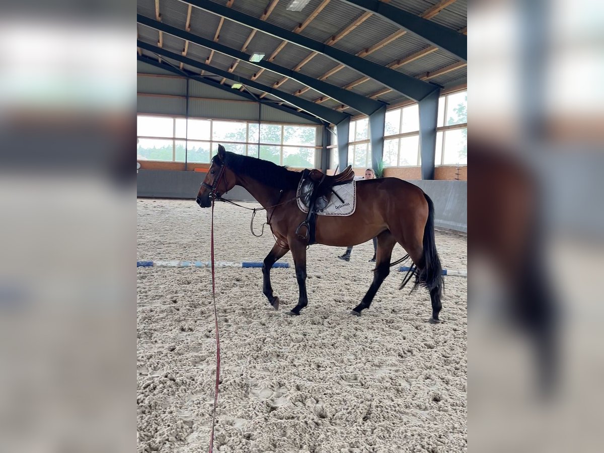 Pools warmbloed Merrie 3 Jaar 165 cm Bruin in Papenhagen