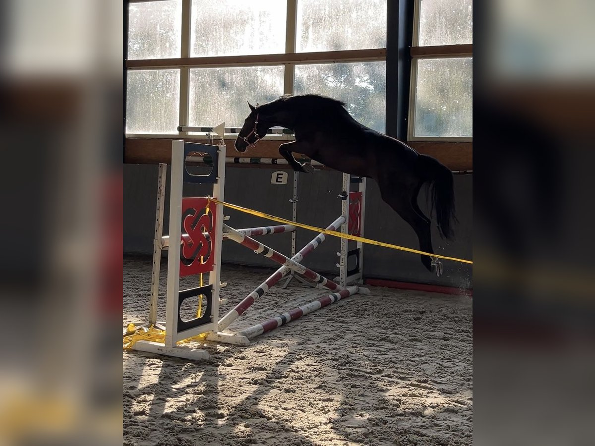 Pools warmbloed Merrie 3 Jaar 165 cm Donkerbruin in Papenhagen