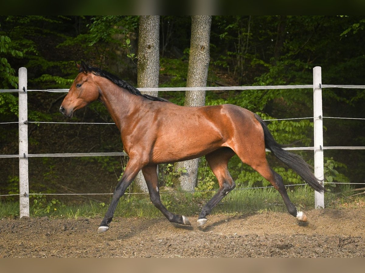 Pools warmbloed Merrie 3 Jaar 165 cm Roodbruin in MIASTKO