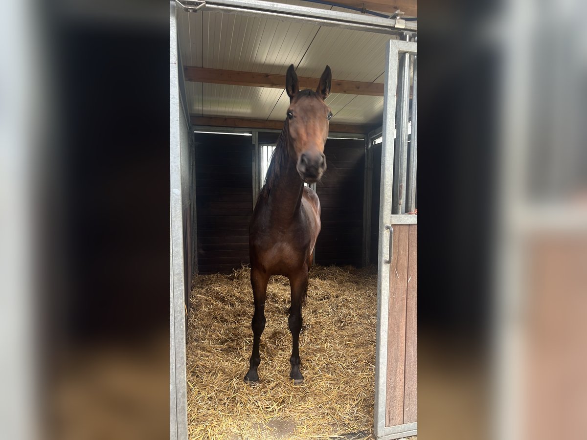 Pools warmbloed Merrie 3 Jaar 167 cm Donkerbruin in Papenhagen