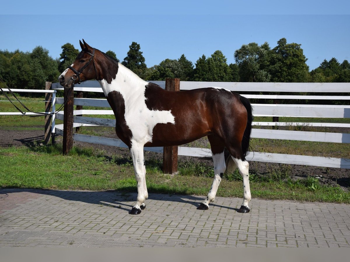 Pools warmbloed Merrie 4 Jaar 167 cm Gevlekt-paard in Chelmno