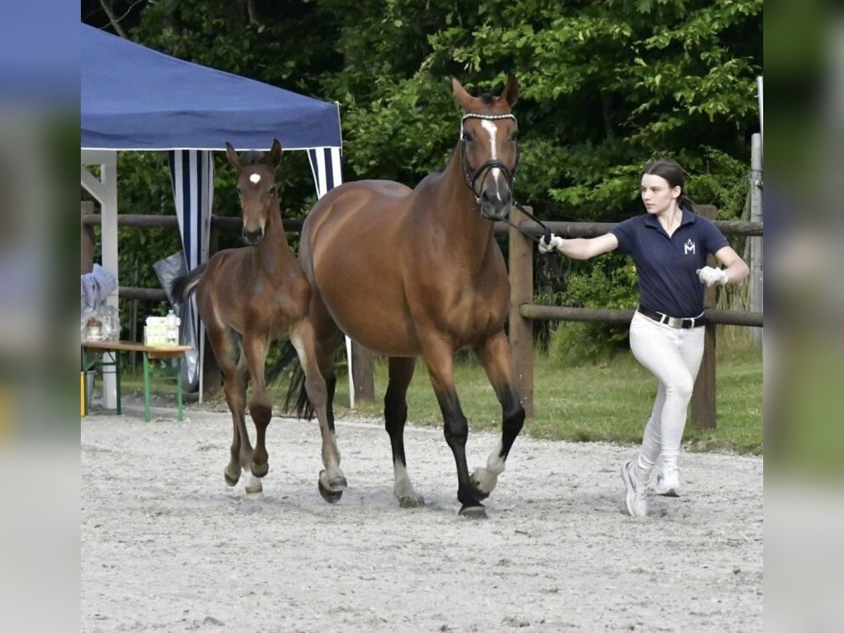 Pools warmbloed Merrie 5 Jaar 165 cm in Papenhagen
