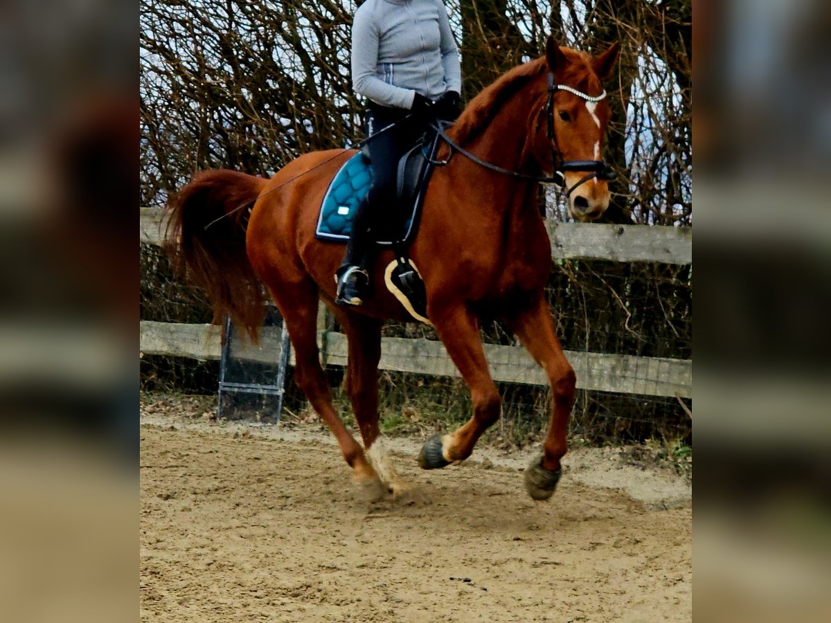 Pools warmbloed Merrie 5 Jaar 170 cm Vos in Aarbergen