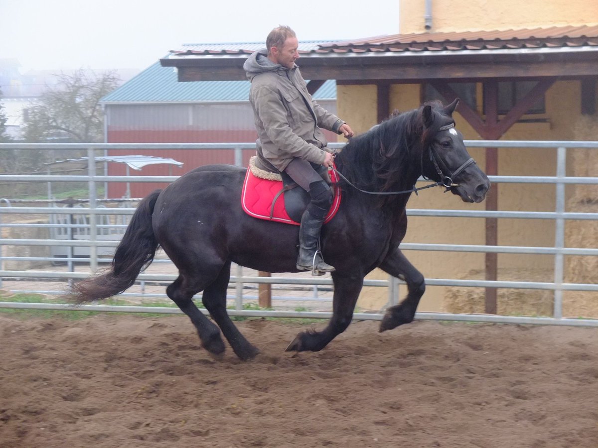 Pools warmbloed Mix Merrie 6 Jaar 153 cm Zwart in Buttstädt