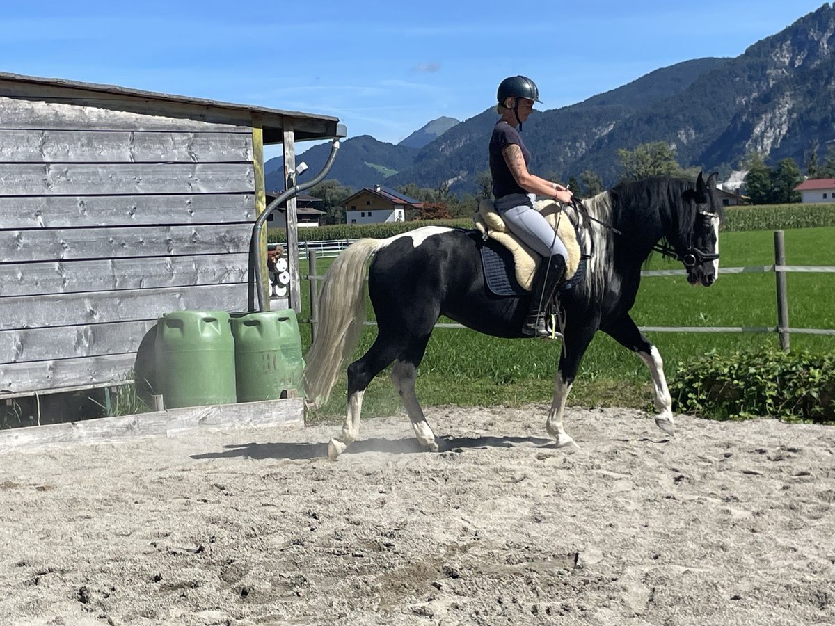 Pools warmbloed Merrie 6 Jaar 165 cm Gevlekt-paard in Breitenbach am Inn