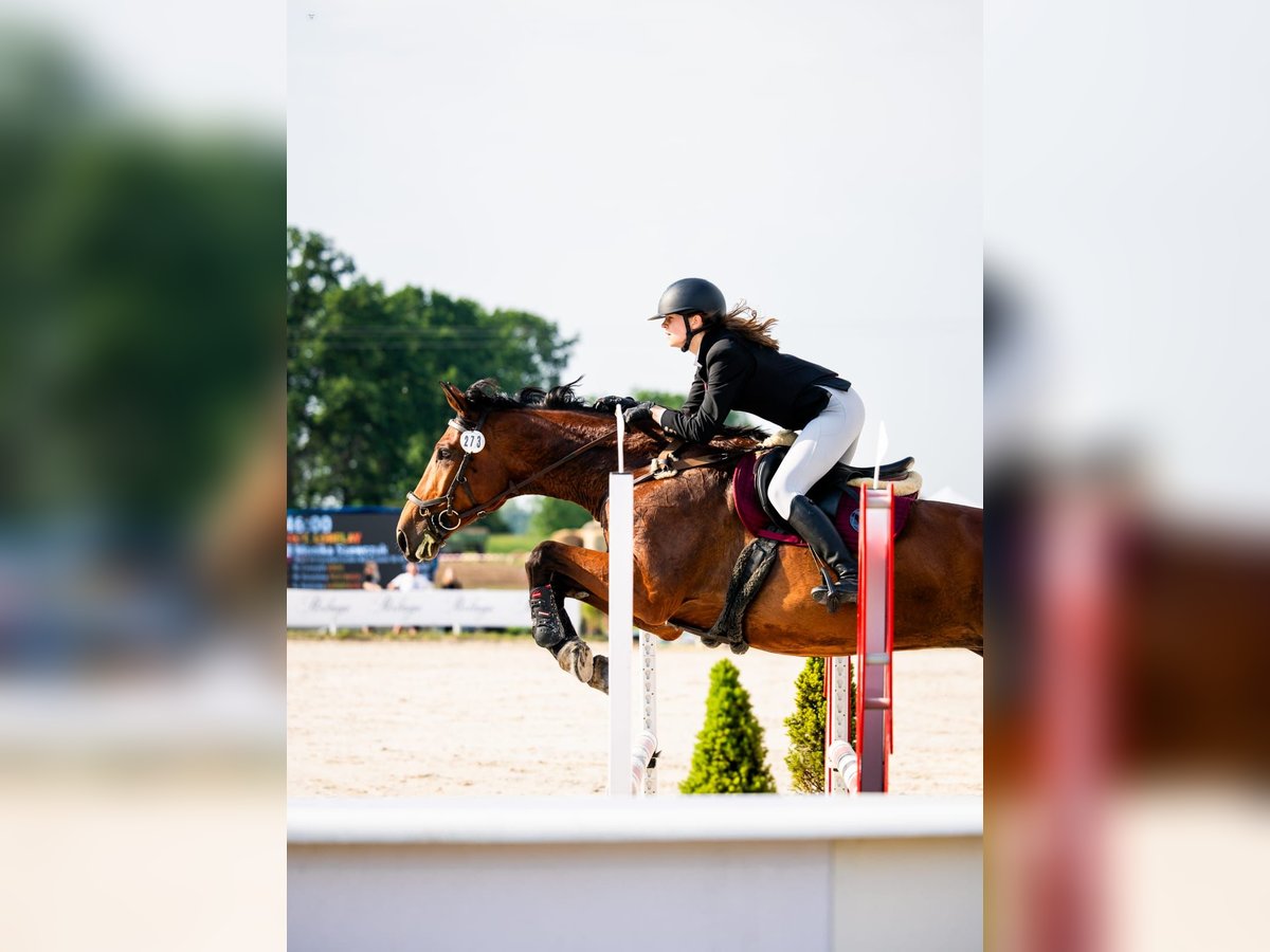 Pools warmbloed Merrie 7 Jaar 172 cm Roodbruin in Jonkowo