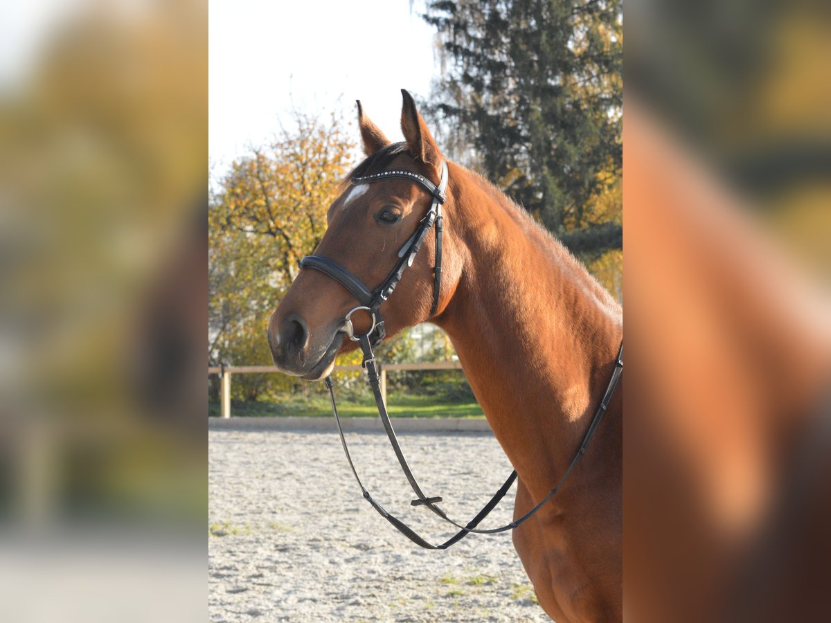 Pools warmbloed Merrie 8 Jaar 162 cm Donkere-vos in Cham