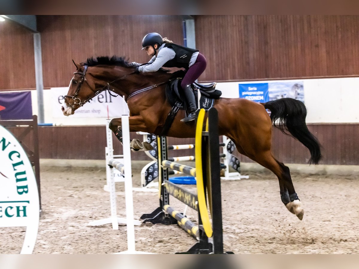 Pools warmbloed Merrie 8 Jaar 172 cm Bruin in Facimiech