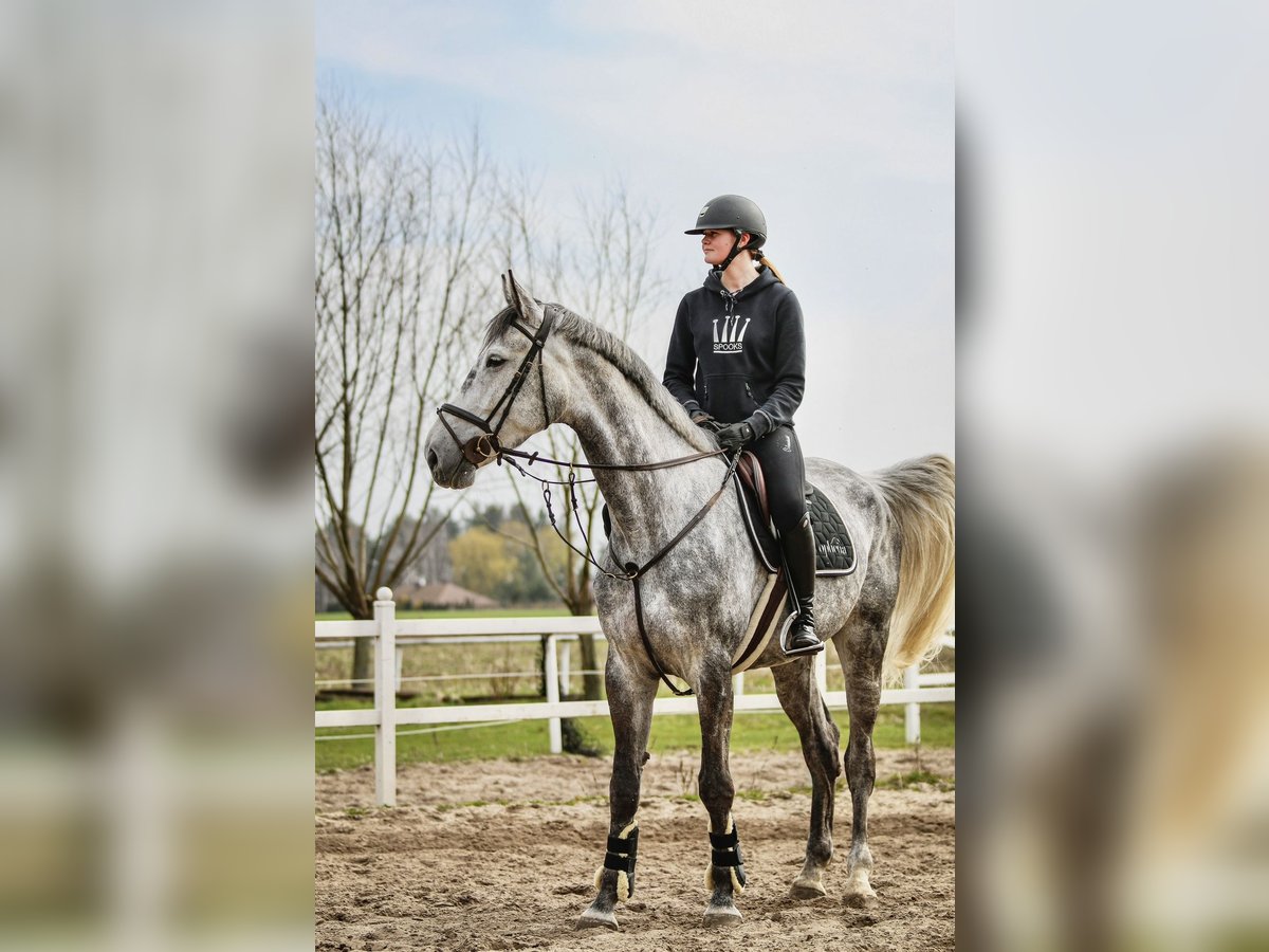 Pools warmbloed Merrie 8 Jaar 175 cm Schimmel in Ostrów wielkopolski