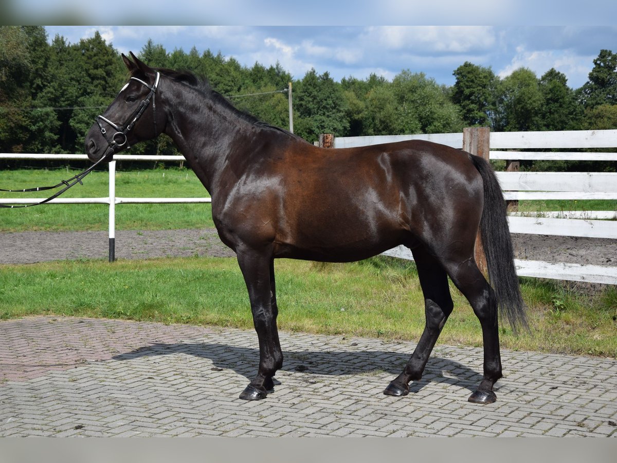 Pools warmbloed Ruin 10 Jaar 167 cm Zwart in Che&#x142;mno
