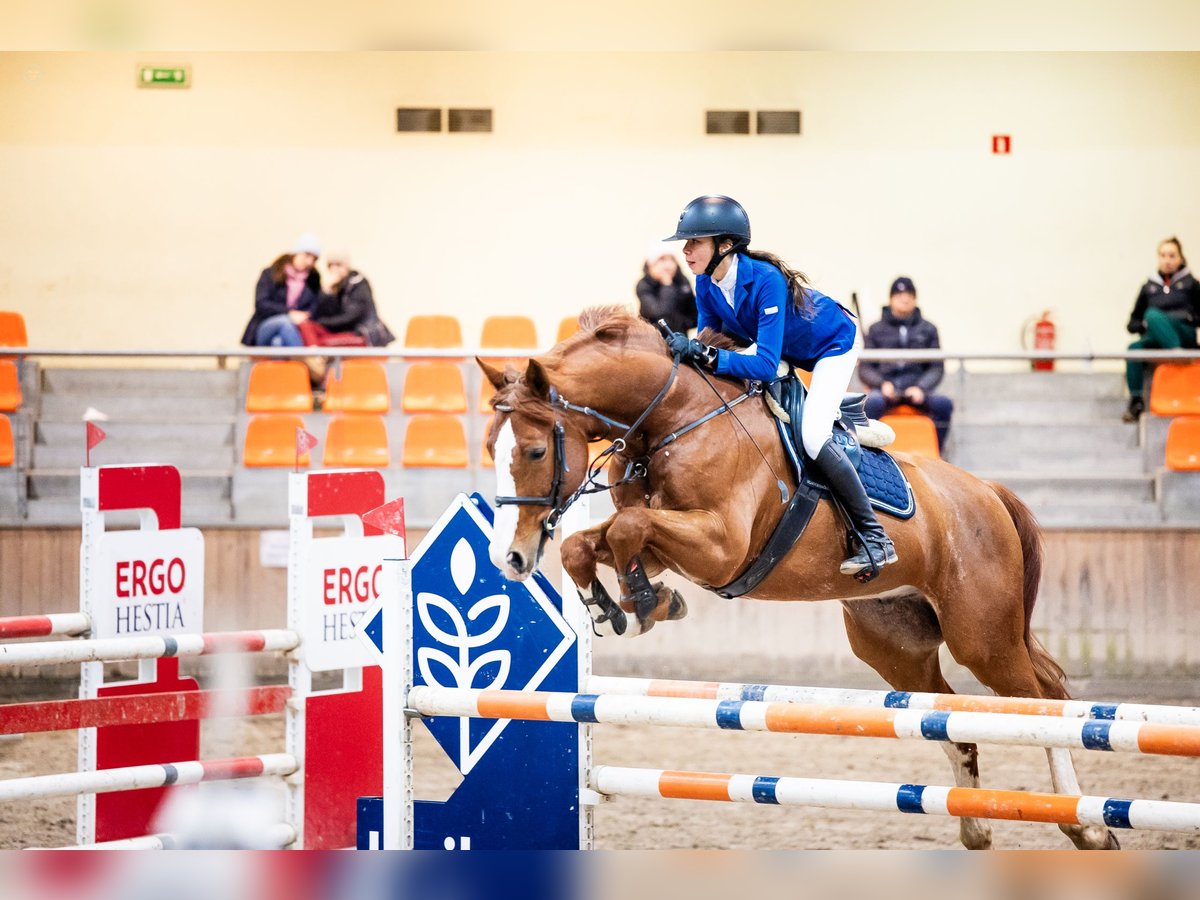 Pools warmbloed Ruin 11 Jaar 172 cm Donkere-vos in Sopot