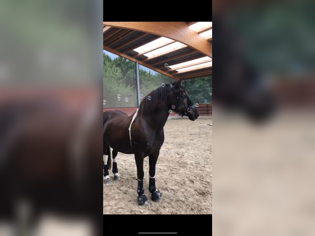 Pools warmbloed Ruin 13 Jaar 152 cm Gevlekt-paard in Alfter