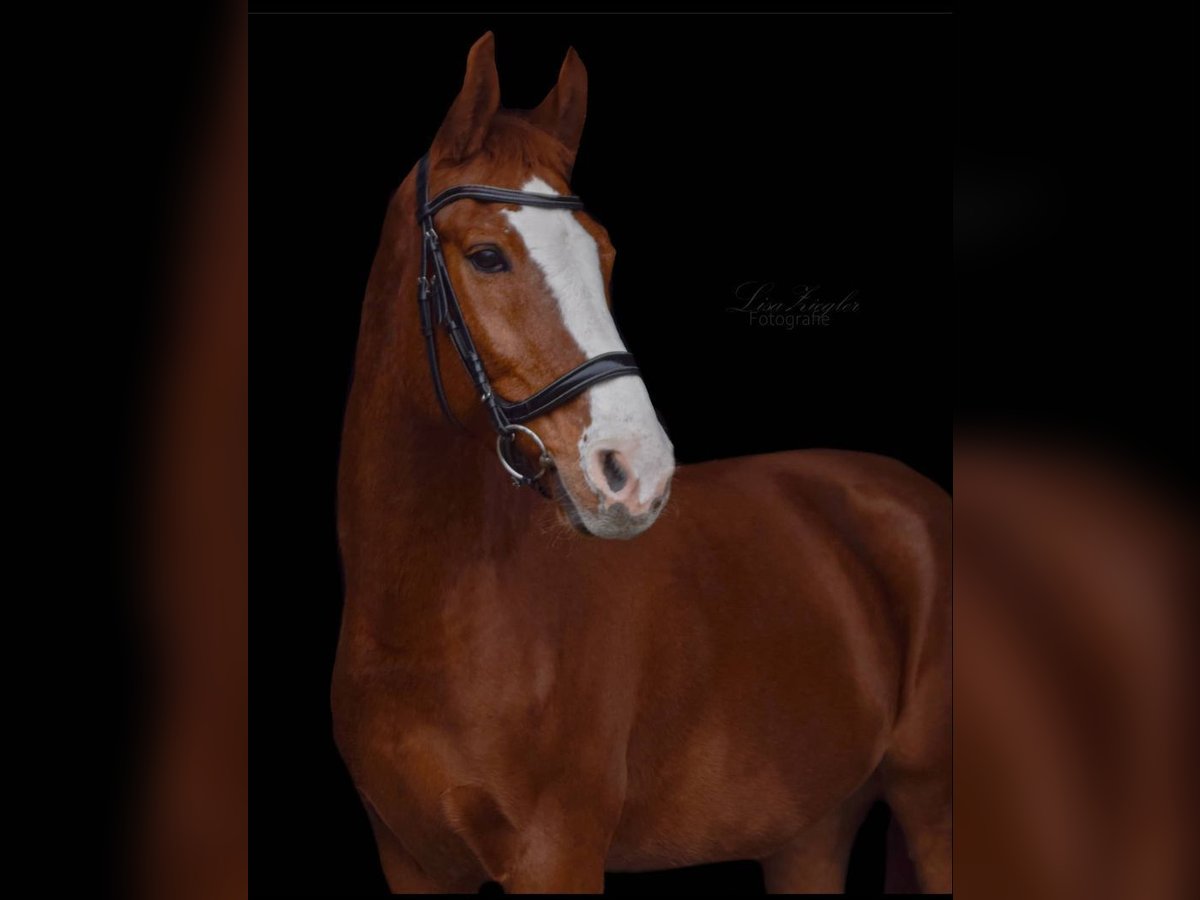 Pools warmbloed Ruin 13 Jaar 168 cm Vos in Nittenau