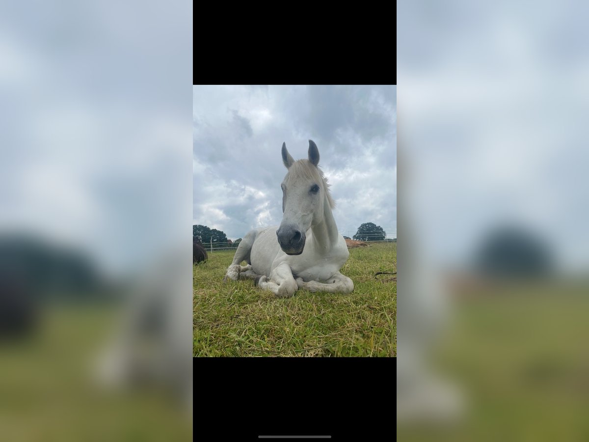 Pools warmbloed Ruin 18 Jaar 167 cm Schimmel in H&#xFC;ttblek