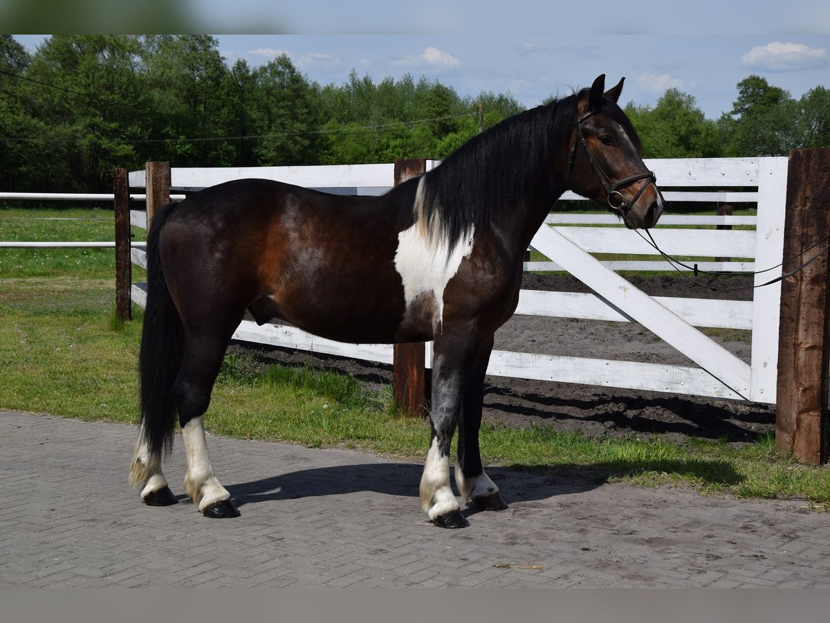 Pools warmbloed Mix Ruin 2 Jaar 165 cm Gevlekt-paard in Chełmno