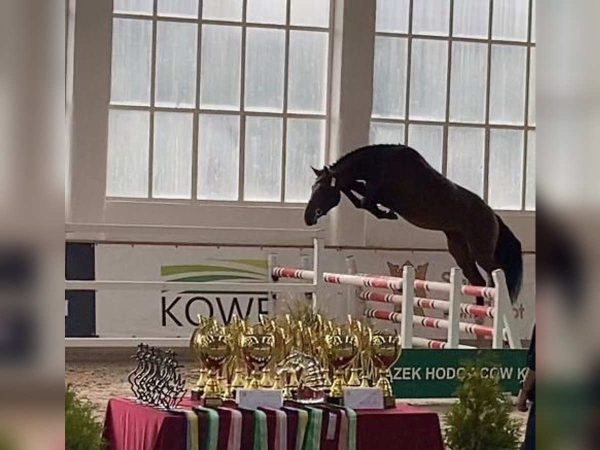 Pools warmbloed Ruin 3 Jaar 160 cm Bruin in Bralin