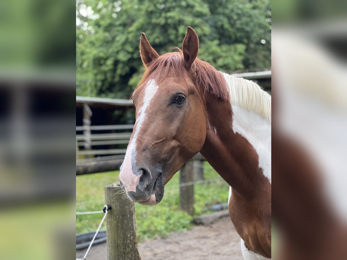 Pools warmbloed Ruin 5 Jaar 155 cm Gevlekt-paard in Düsseldorf