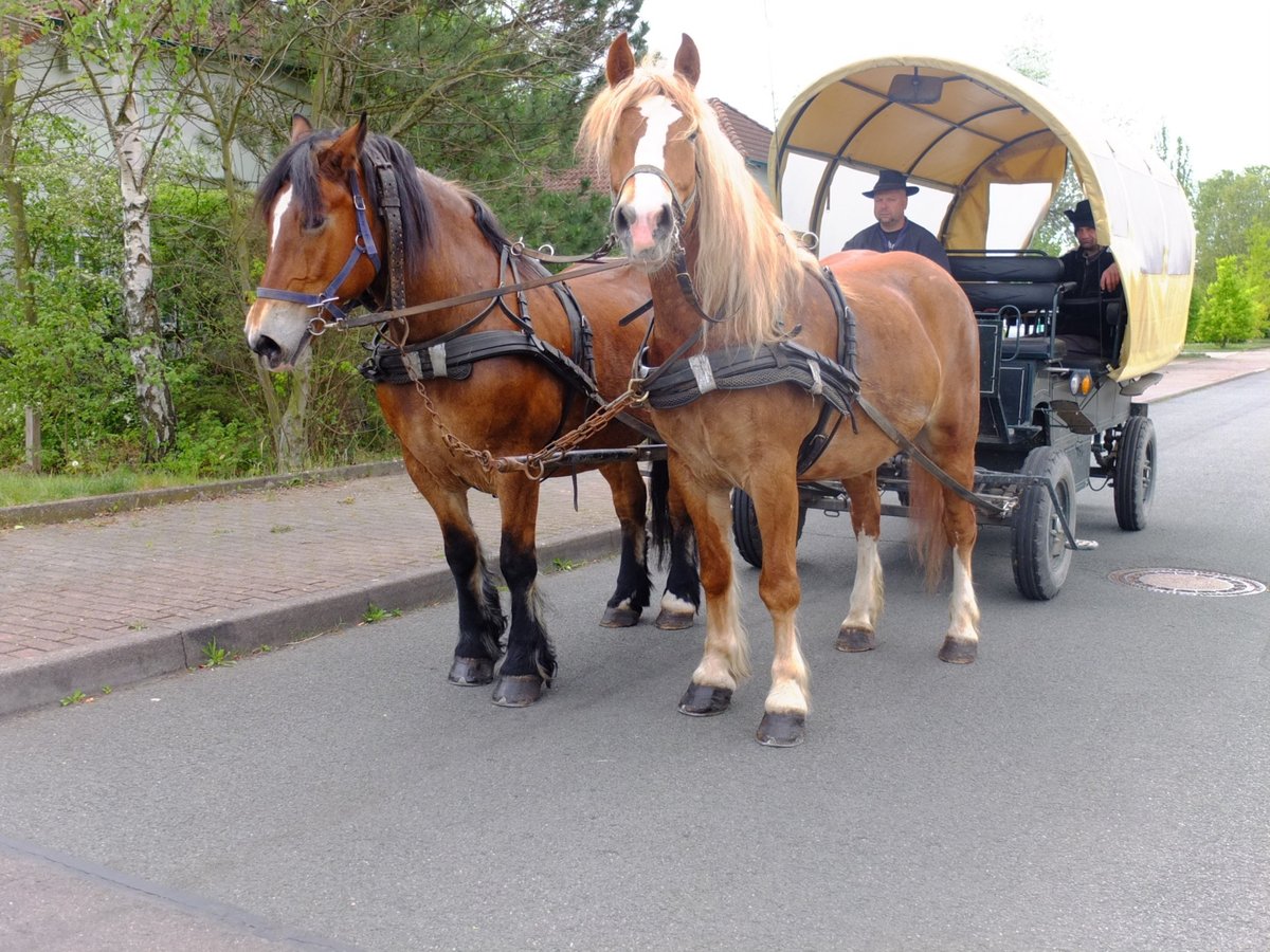 Pools warmbloed Mix Ruin 5 Jaar 158 cm Vos in Buttstädt