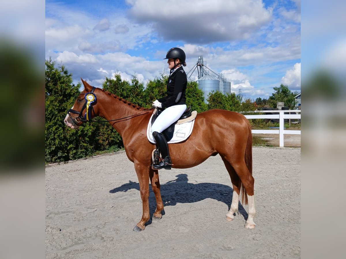 Pools warmbloed Ruin 5 Jaar 165 cm Vos in Forst