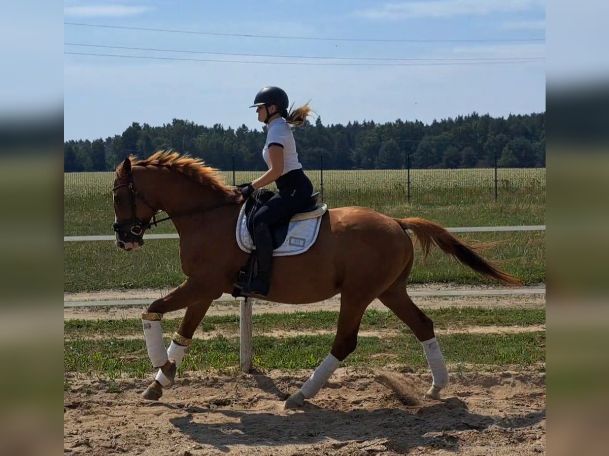 Pools warmbloed Ruin 5 Jaar 165 cm Vos in Forst